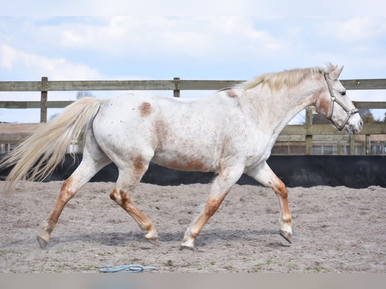 Appaloosa Mare 19 years 14,2 hh Roan-Bay in Achtmaal