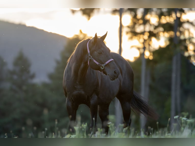 Appaloosa Mare 19 years 15,1 hh Smoky-Black in Baiersbronn