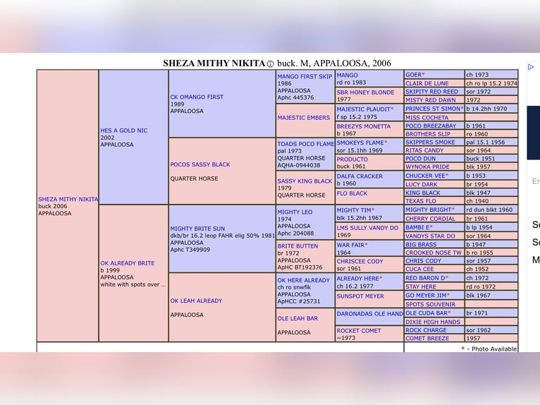 Appaloosa Mare 19 years 16 hh Buckskin in Nördlingen