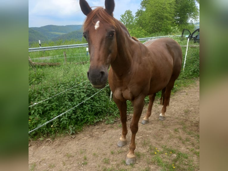 Appaloosa Mix Mare 19 years 16 hh in winnerat