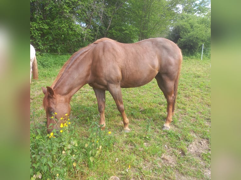 Appaloosa Mix Mare 19 years 16 hh in winnerat