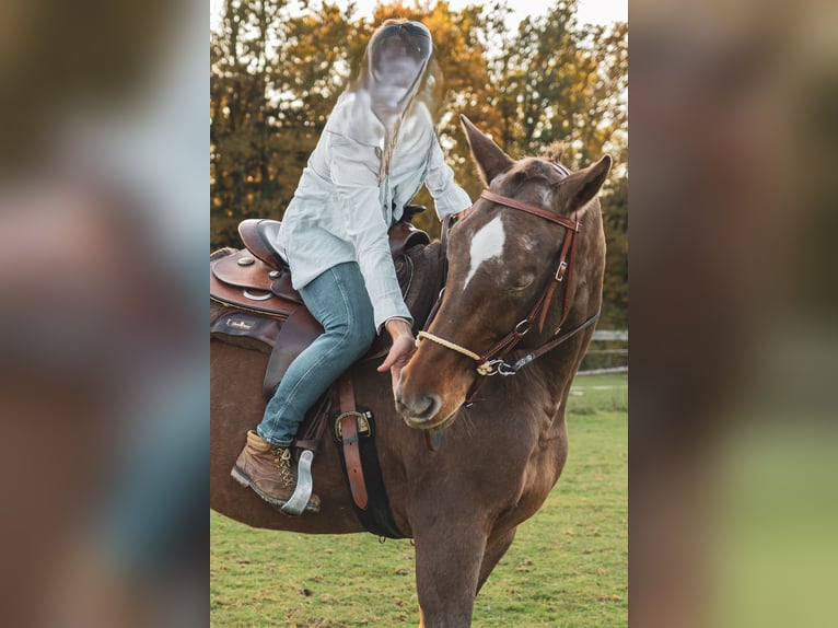 Appaloosa Mix Mare 19 years 16 hh in Zapfendorf