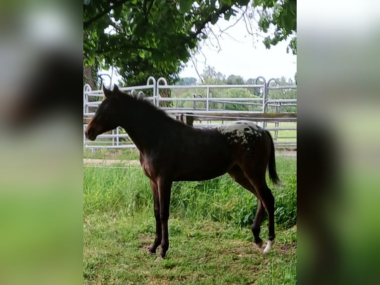 Appaloosa Mix Mare 1 year 12.1 hh Leopard-Piebald in Leverkusen