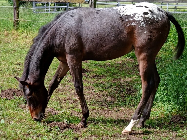 Appaloosa Mix Mare 1 year 12.1 hh Leopard-Piebald in Leverkusen