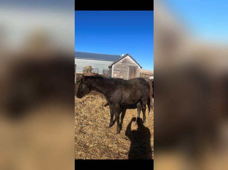 Appaloosa Mare 1 year 12 hh Black in New England, ND
