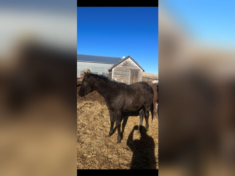 Appaloosa Mare 1 year 12 hh Black in New England, ND