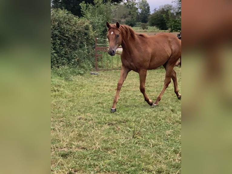 Appaloosa Mare 1 year 13,2 hh Chestnut-Red in Malafretaz