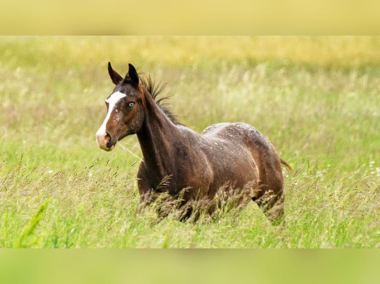 Appaloosa Mare 1 year 14.2 hh Bay-Dark in Saint-Beauzile