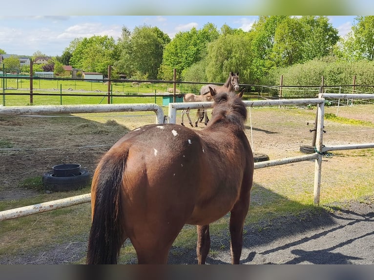 Appaloosa Mare 1 year 14.2 hh Brown in Ceske Budějovice