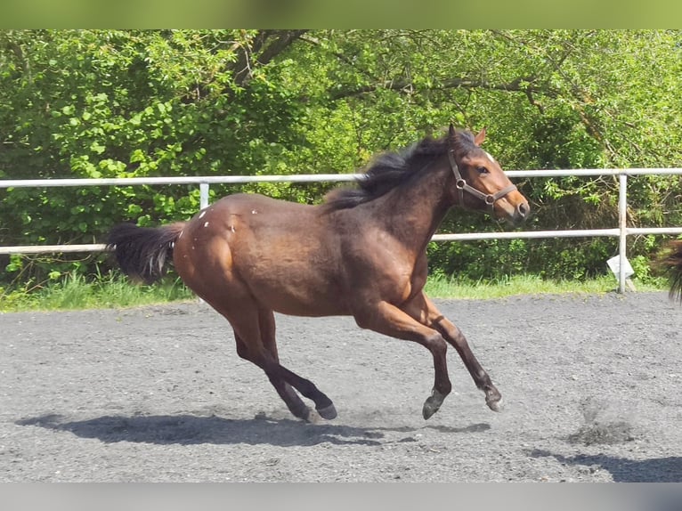 Appaloosa Mare 1 year 14.2 hh Brown in Ceske Budějovice