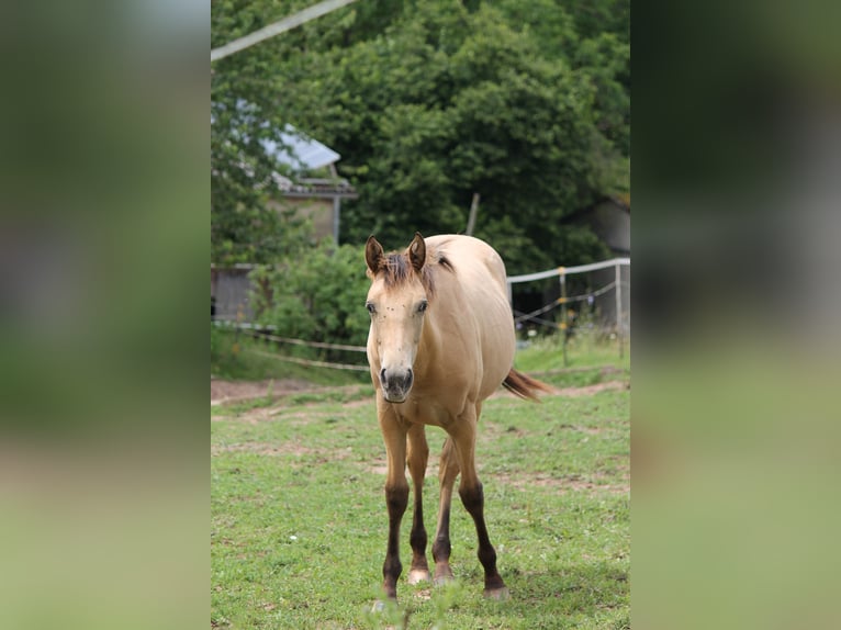 Appaloosa Mix Mare 1 year 14,2 hh Dun in Morschen