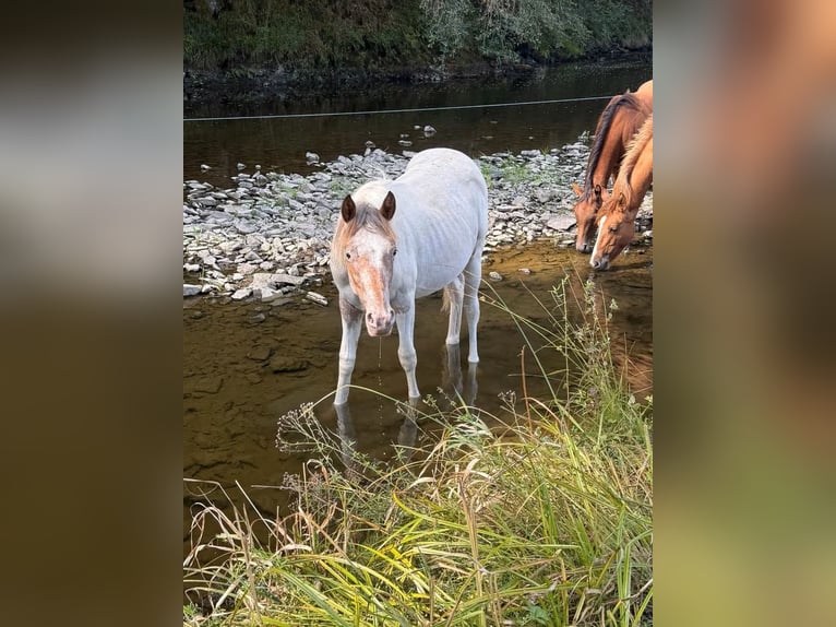 Appaloosa Mix Mare 1 year 14.2 hh  in Daleiden