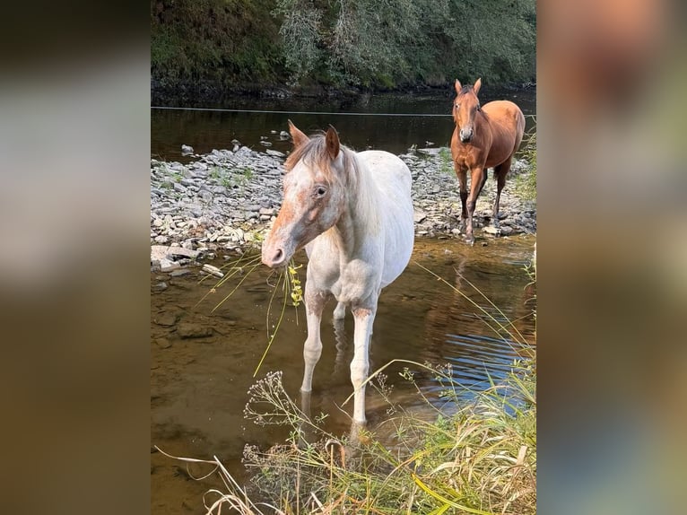 Appaloosa Mix Mare 1 year 14.2 hh  in Daleiden