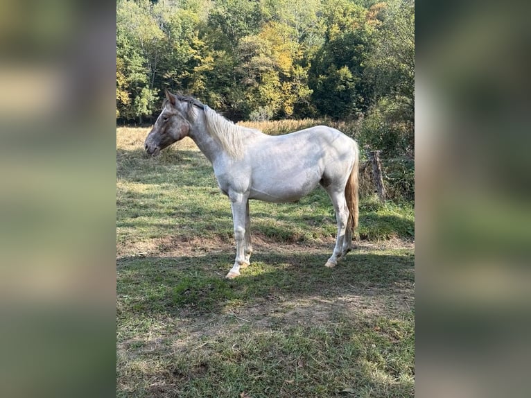 Appaloosa Mix Mare 1 year 14.2 hh  in Daleiden