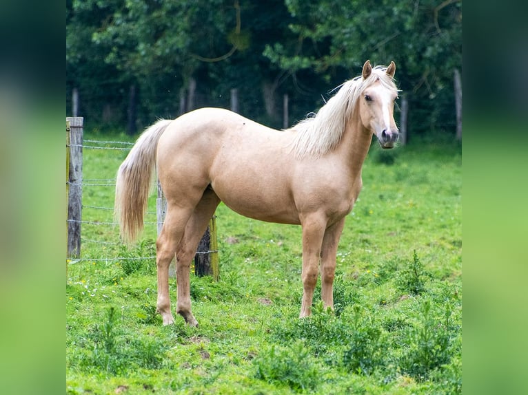 Appaloosa Mare 1 year 14,2 hh Palomino in Bayeux