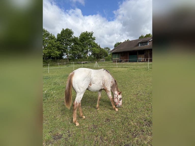 Appaloosa Mare 1 year 14.3 hh Chestnut-Red in Nördlingen