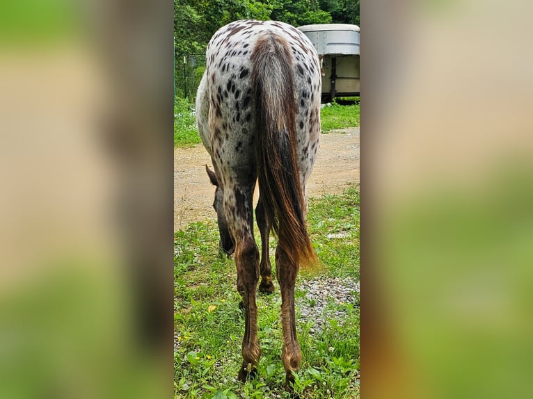 Appaloosa Mare 1 year 14 hh Black in Hohenwald