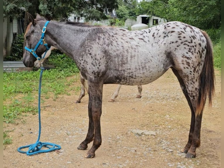 Appaloosa Mare 1 year 14 hh Black in Hohenwald