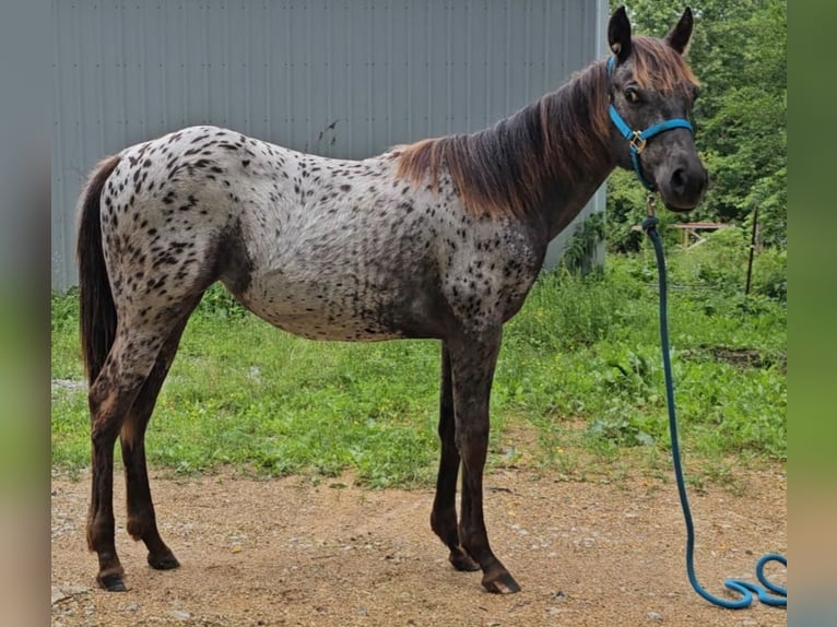 Appaloosa Mare 1 year 14 hh Black in Hohenwald