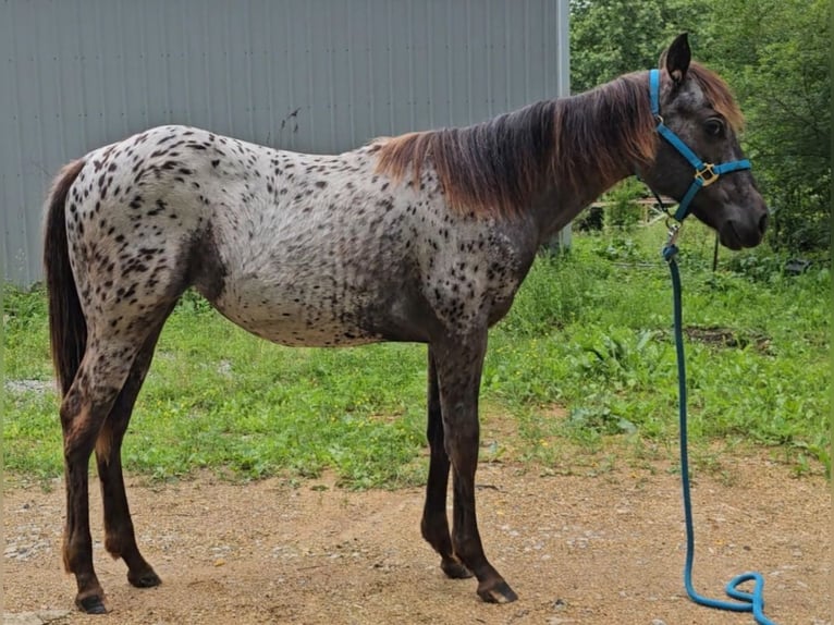 Appaloosa Mare 1 year 14 hh Black in Hohenwald