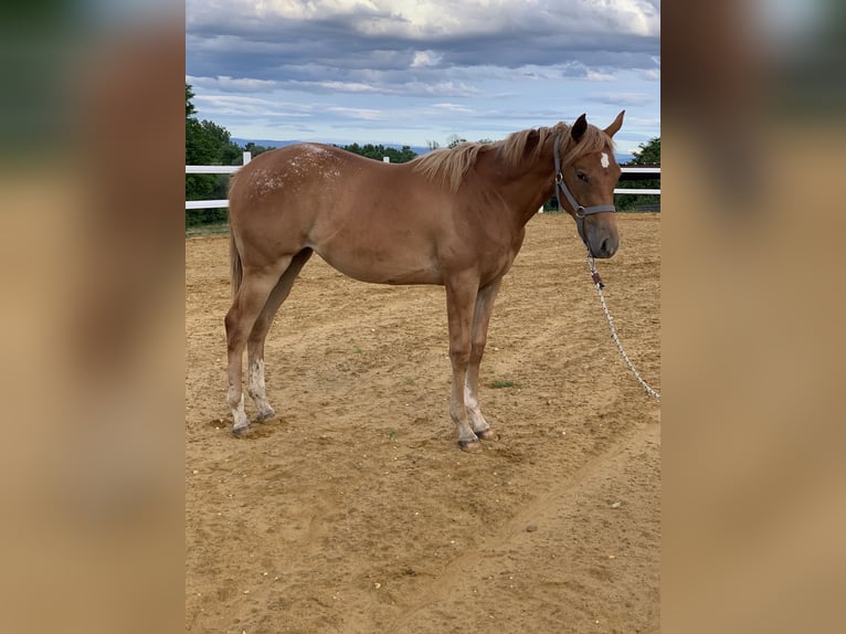 Appaloosa Mare 1 year 14 hh Chestnut-Red in Malafretaz