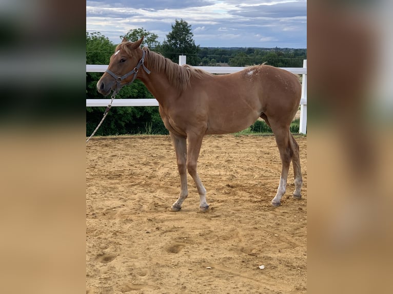 Appaloosa Mare 1 year 14 hh Chestnut-Red in Malafretaz