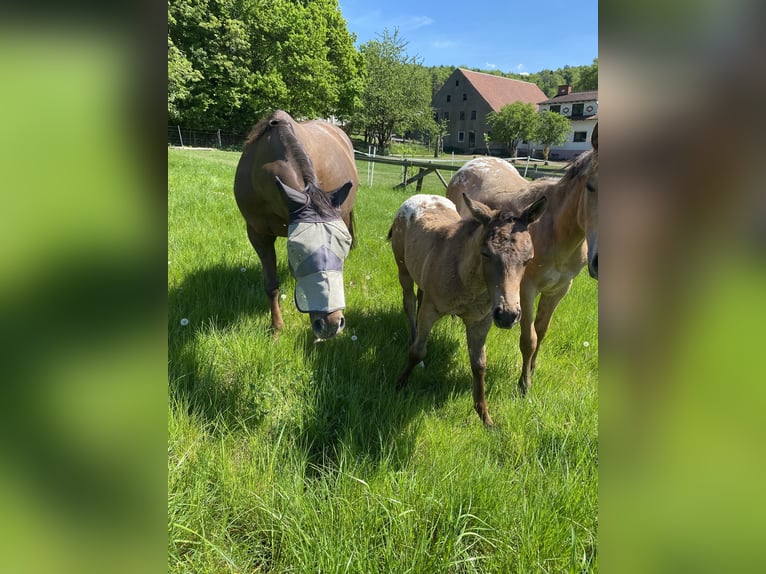 Appaloosa Mare 1 year 14,1 hh Buckskin in Preu&#xDF;isch Oldendorf