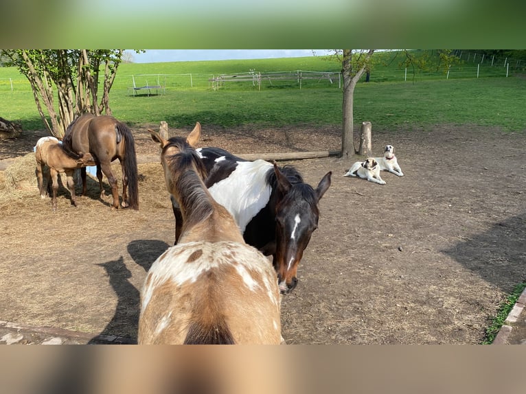 Appaloosa Mare 1 year 14,1 hh Buckskin in Preu&#xDF;isch Oldendorf