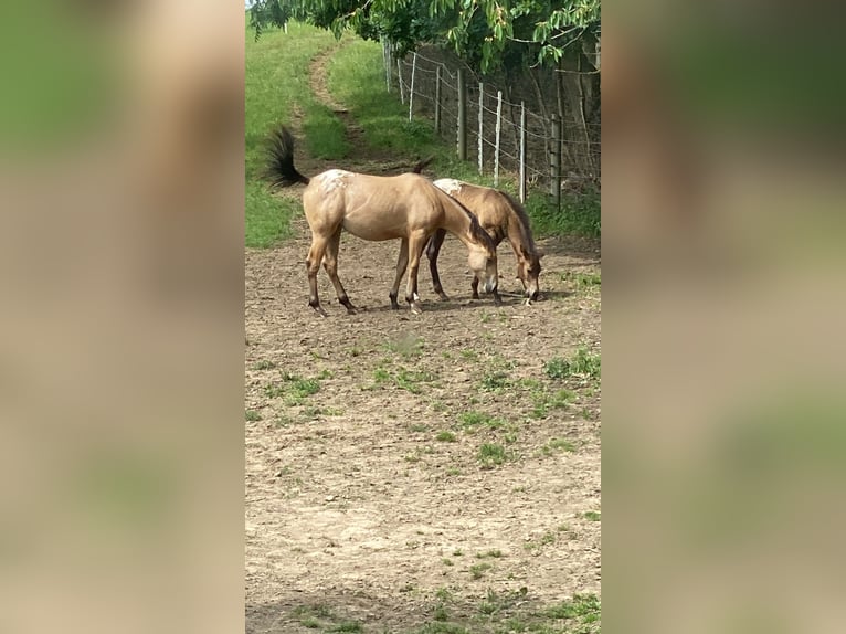 Appaloosa Mare 1 year 14,1 hh Buckskin in Preu&#xDF;isch Oldendorf