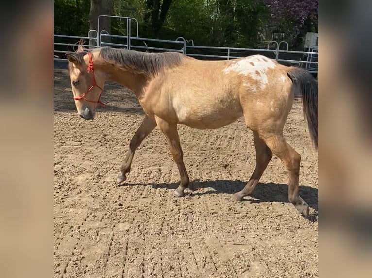 Appaloosa Mare 1 year 14,1 hh Buckskin in Preu&#xDF;isch Oldendorf