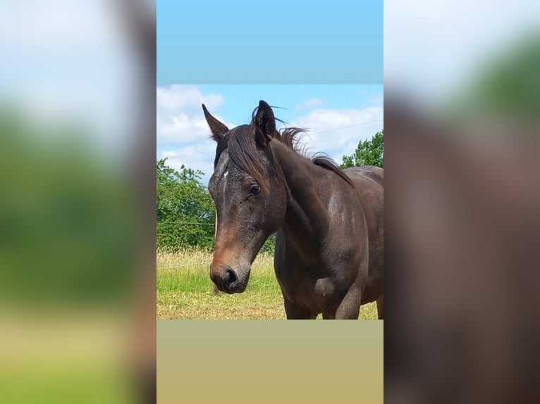 Appaloosa Mare 1 year 14,3 hh Brown in M&#xFC;nchweiler an der Alsenz