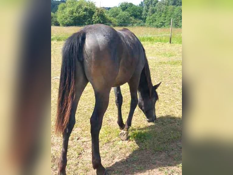 Appaloosa Mare 1 year 14,3 hh Brown in M&#xFC;nchweiler an der Alsenz