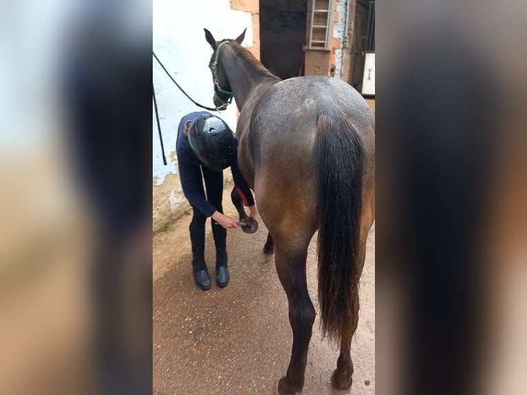 Appaloosa Mare 1 year 14,3 hh Brown in M&#xFC;nchweiler an der Alsenz