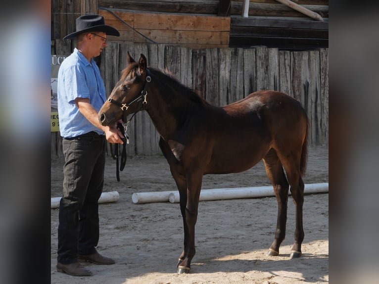 Appaloosa Mare 1 year 14,3 hh in M&#xFC;nchweiler an der Alsenz