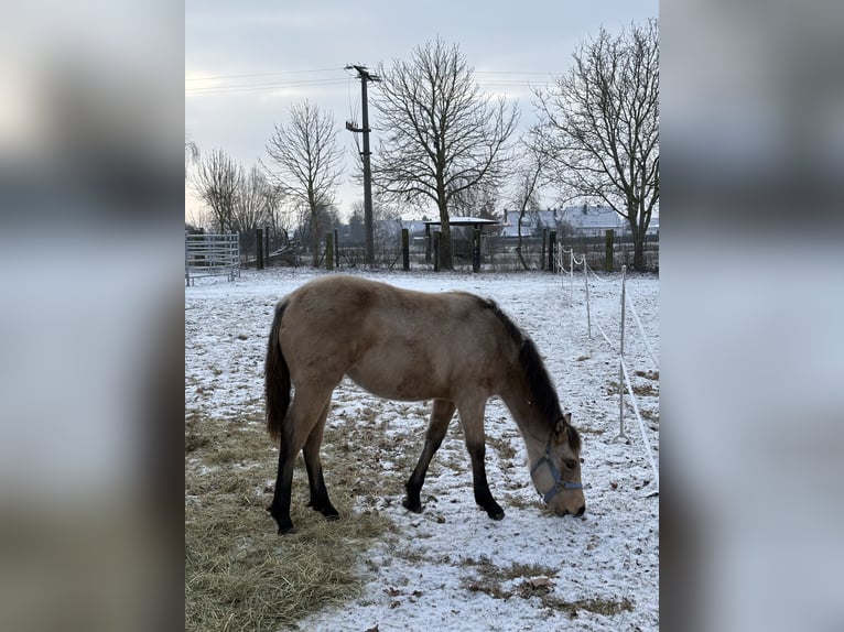 Appaloosa Mare 1 year 15.1 hh Buckskin in Nördlingen
