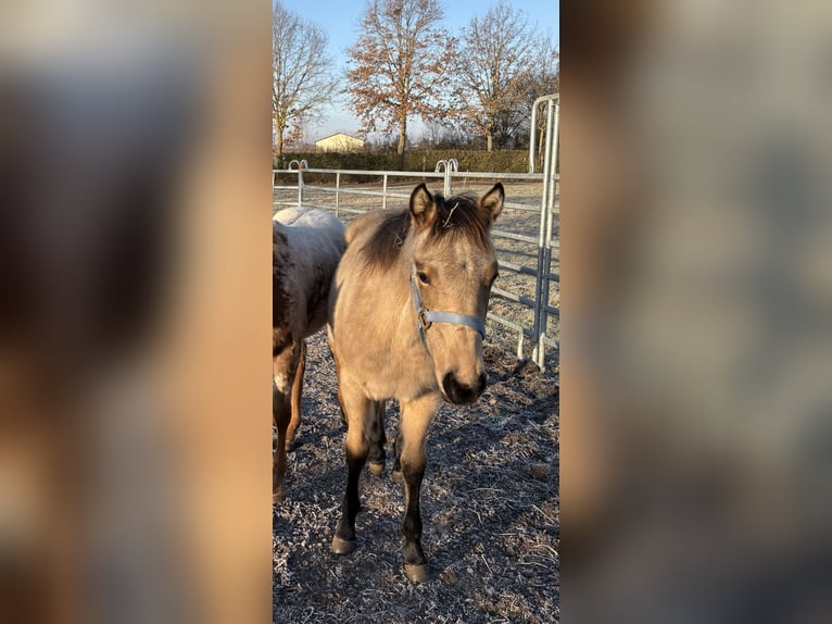 Appaloosa Mare 1 year 15.1 hh Buckskin in Nördlingen