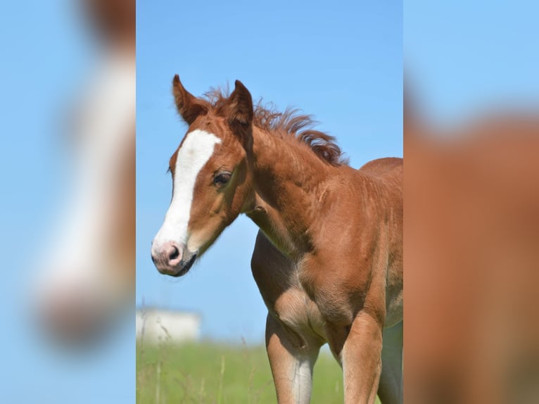 Appaloosa Mare 1 year 15,1 hh Chestnut-Red in Brand