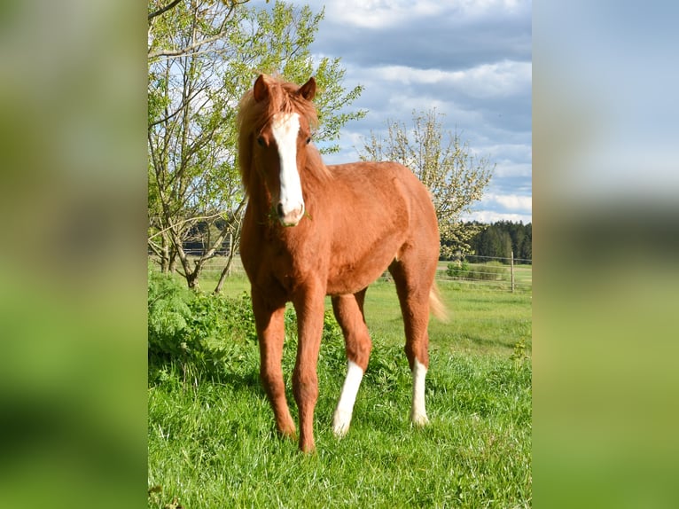 Appaloosa Mare 1 year 15,1 hh Chestnut-Red in Brand