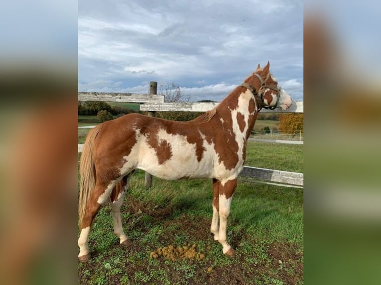 Appaloosa Mix Mare 1 year 15,1 hh Roan-Bay in Gemmerich