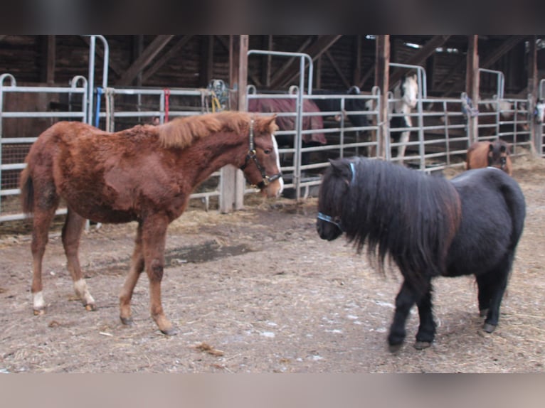 Appaloosa Mix Mare 1 year 15,1 hh Roan-Bay in Gemmerich