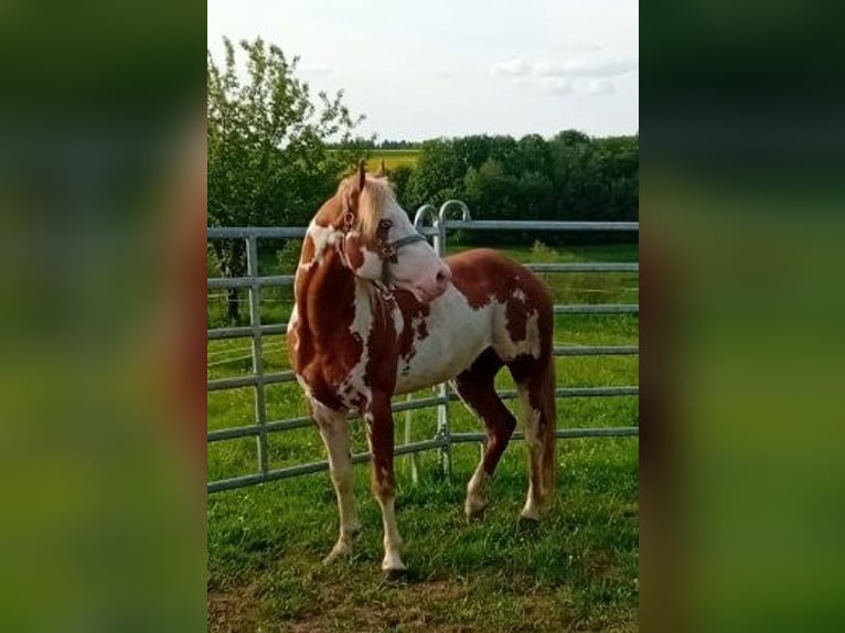 Appaloosa Mix Mare 1 year 15,1 hh Roan-Bay in Gemmerich