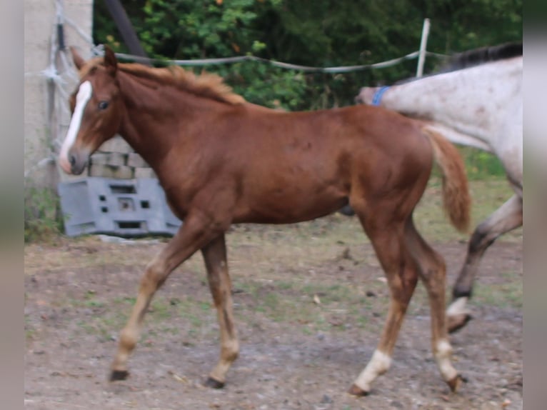 Appaloosa Mix Mare 1 year 15,1 hh Roan-Bay in Gemmerich