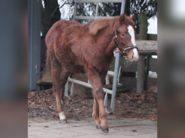 Appaloosa Mix Mare 1 year 15,1 hh Roan-Bay in Gemmerich