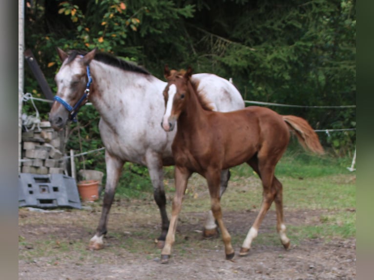 Appaloosa Mix Mare 1 year 15,1 hh Roan-Bay in Gemmerich