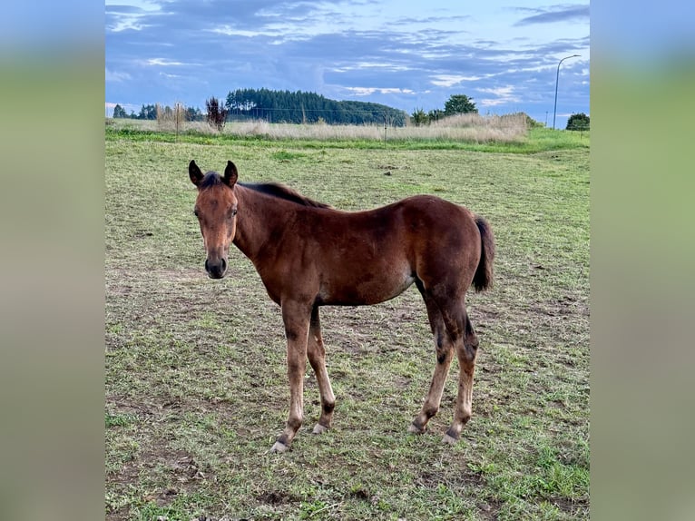 Appaloosa Mare 1 year 15 hh Brown in Daleiden