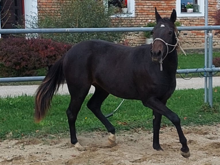 Appaloosa Mare 1 year 15 hh Brown in Weißkirchen and der Traun