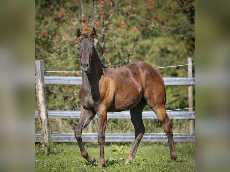 Appaloosa Mare 1 year 15 hh Chestnut in Vohenstrauß