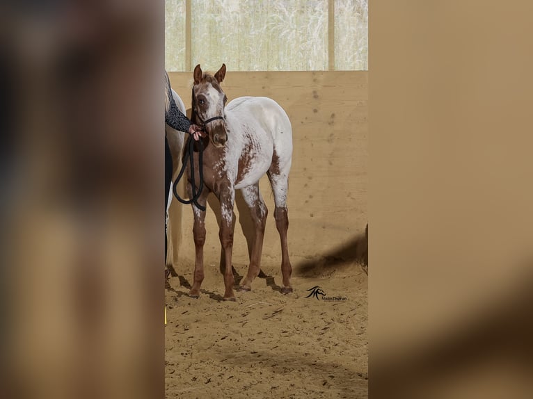Appaloosa Mare 1 year 15 hh in Nördlingen