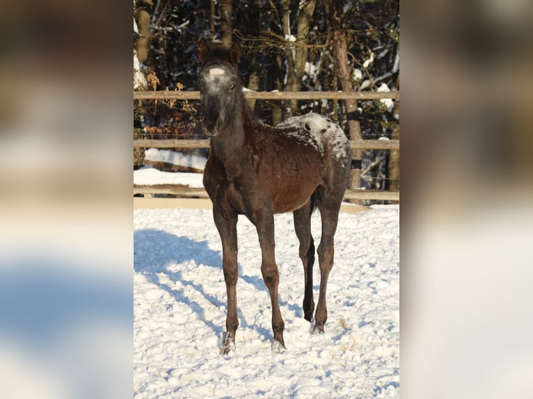 Appaloosa Mix Mare 1 year 15,1 hh Black in Globoko