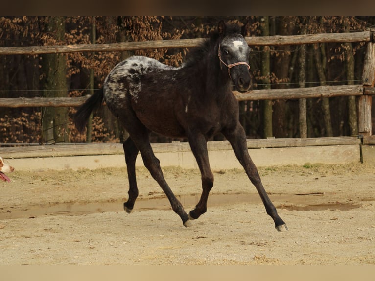 Appaloosa Mix Mare 1 year 15,1 hh Black in Globoko